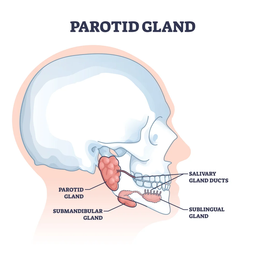 Anatomical diagram showing the location of the parotid glands in front of and below the ears, extending toward the jawline